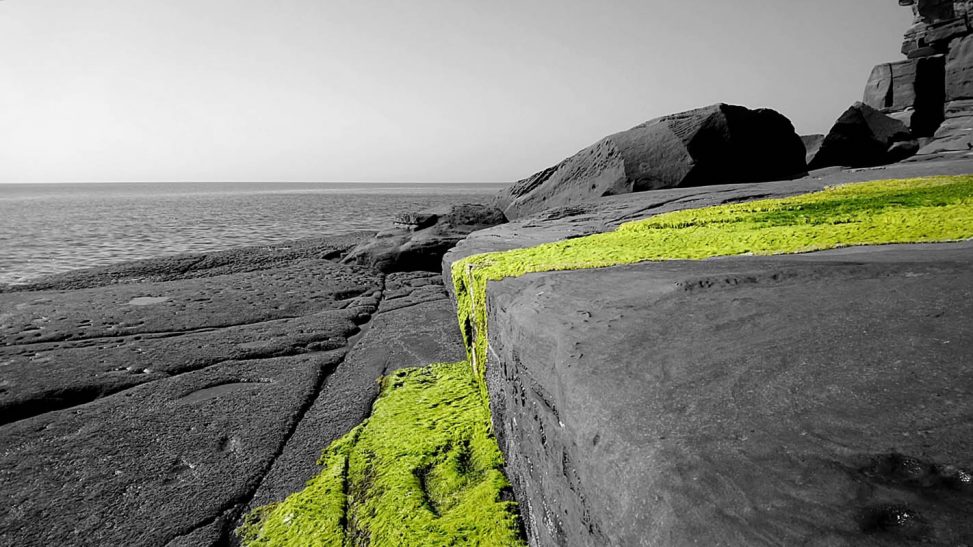 Green weed and rocks - Fleswick bay, Cumbria